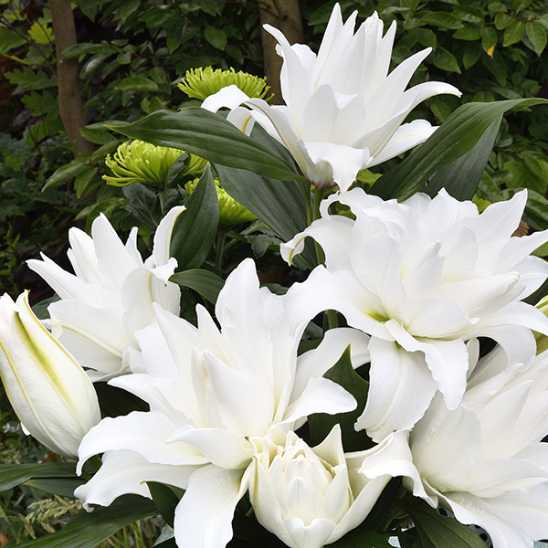 Roselily ‘Angela’